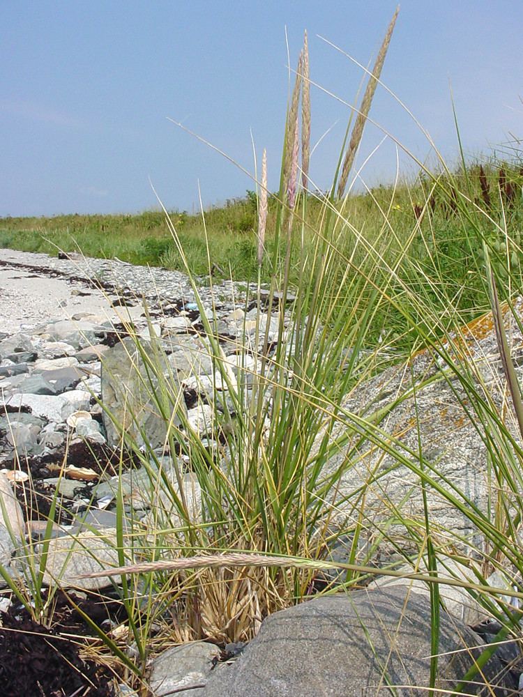 Ammophila breviligulata Ammophila breviligulata American beach grass Go Botany