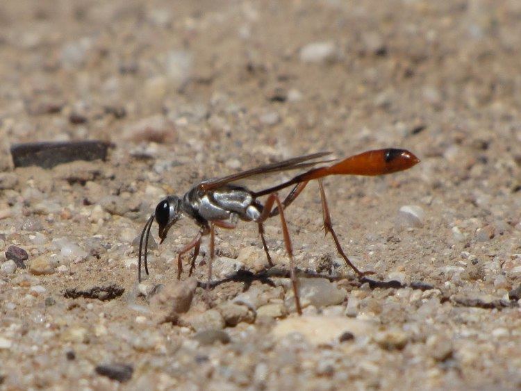 Ammophila (wasp) Bug Eric Wasp Wednesday Ammophila aberti