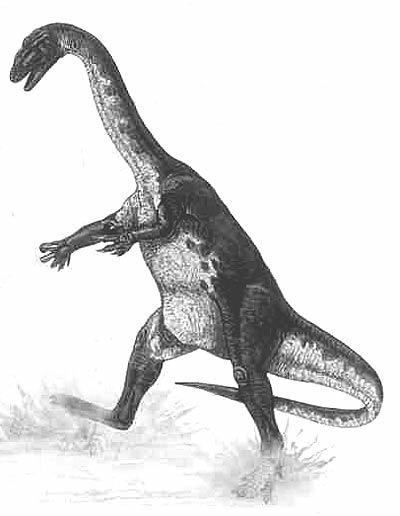 Ammosaurus wwwnhmacukresourcesnatureonlinelifedinosau