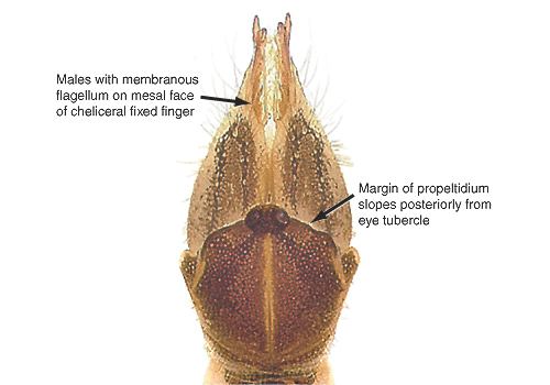 Ammotrechidae Curvefaced Solifugid Family Ammotrechidae