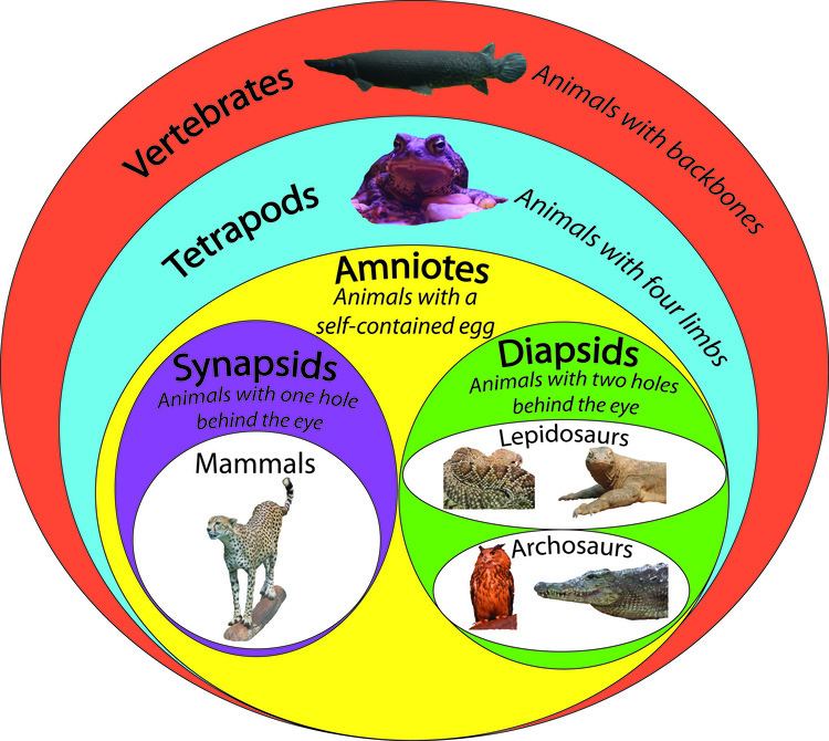 Amniote - Alchetron, The Free Social Encyclopedia