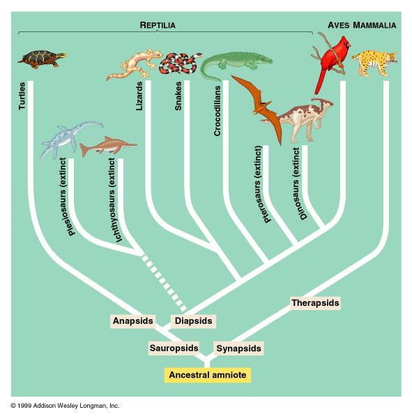 Amniote Amniote Phylogeny