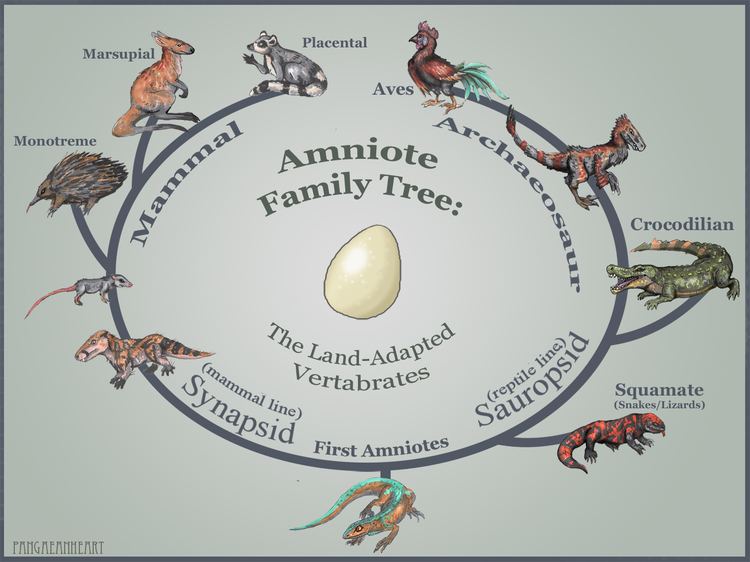 Amniote markers Pangaean Heart