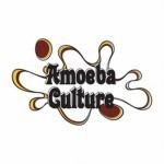 Amoeba Culture bloomintmusiccomwpcontentuploads201401amoe