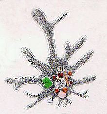 Amoeba (genus) httpsuploadwikimediaorgwikipediacommonsthu