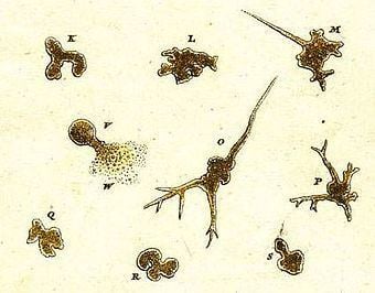 Amoeba (genus) Amoeba genus Wikipedia
