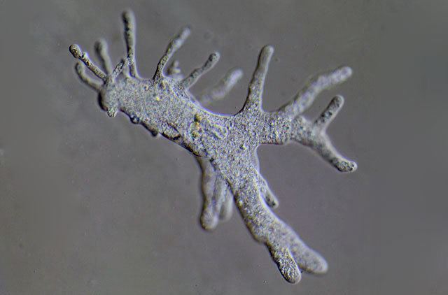 Amoeba proteus Amoeba proteus Microworld