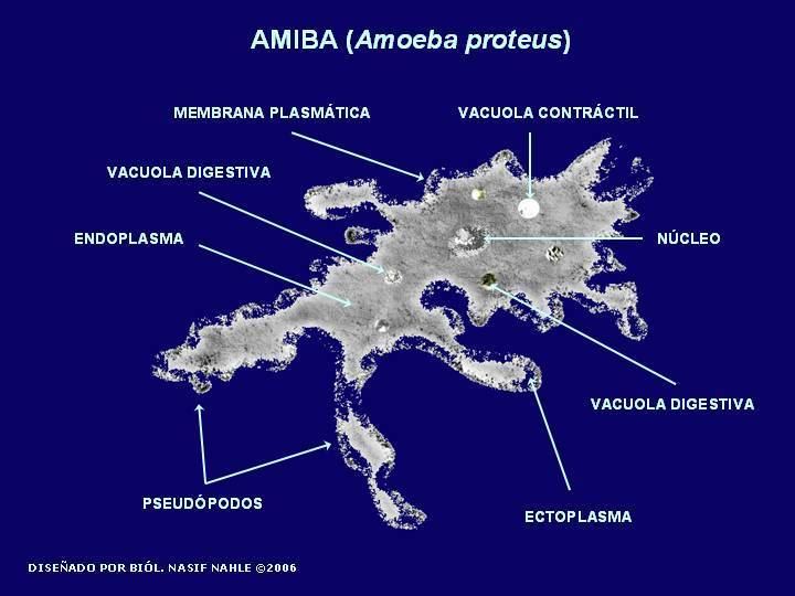Amoeba proteus wwwbiocaborgfilesAmoebaproteusEspaoljpg
