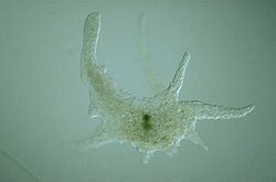 Amoebozoa Amoebozoa Wikipedia