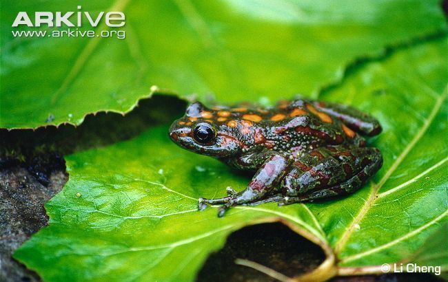 Amolops Rufousspotted torrent frog videos photos and facts Amolops