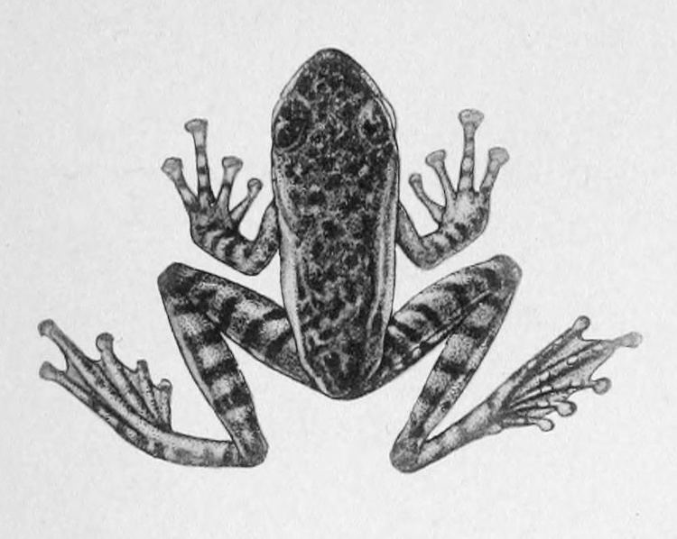 Amolops marmoratus