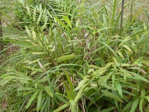 Amomum villosum Amomum villosum Useful Tropical Plants