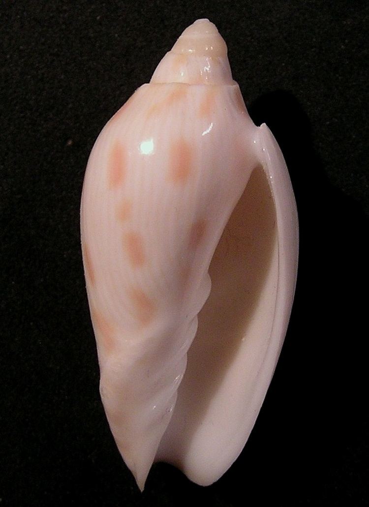 Amoria canaliculata