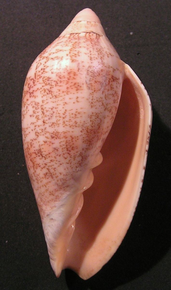 Amoria exoptanda