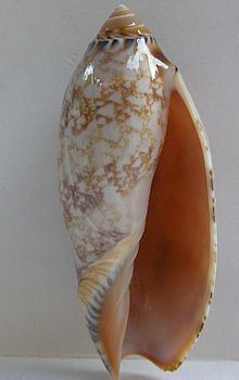 Amoria (gastropod) httpsuploadwikimediaorgwikipediacommonsthu