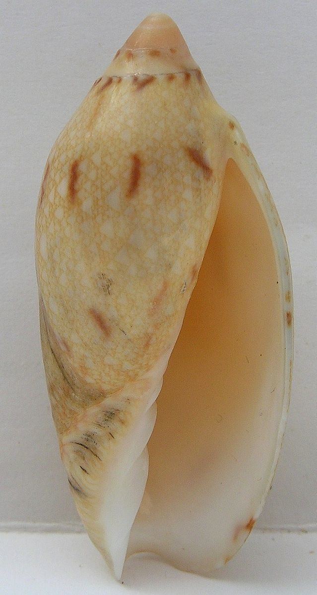 Amoria praetexta