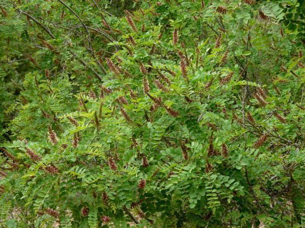 Amorpha californica Indigo Bush Related Keywords amp Suggestions Indigo Bush Long Tail