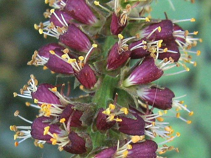 Amorpha californica Wildflowers NPS SAMO NRA Amorpha californica var californica