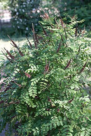 Amorpha ouachitensis - Alchetron, The Free Social Encyclopedia