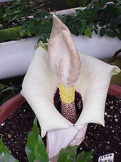 Amorphophallus httpsuploadwikimediaorgwikipediacommonsthu
