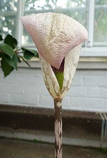 Amorphophallus yunnanensis httpsuploadwikimediaorgwikipediacommonsthu