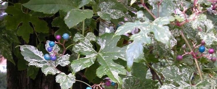 Ampelopsis glandulosa var. brevipedunculata Variegated Porcelain Berry Vine Ampelopsis glandulosa var