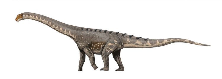 Ampelosaurus FileAmpelosaurusDBjpg Wikimedia Commons