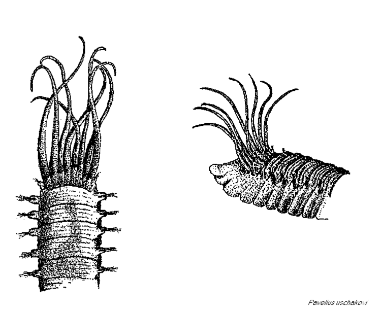 Ampharetidae Polychaetes