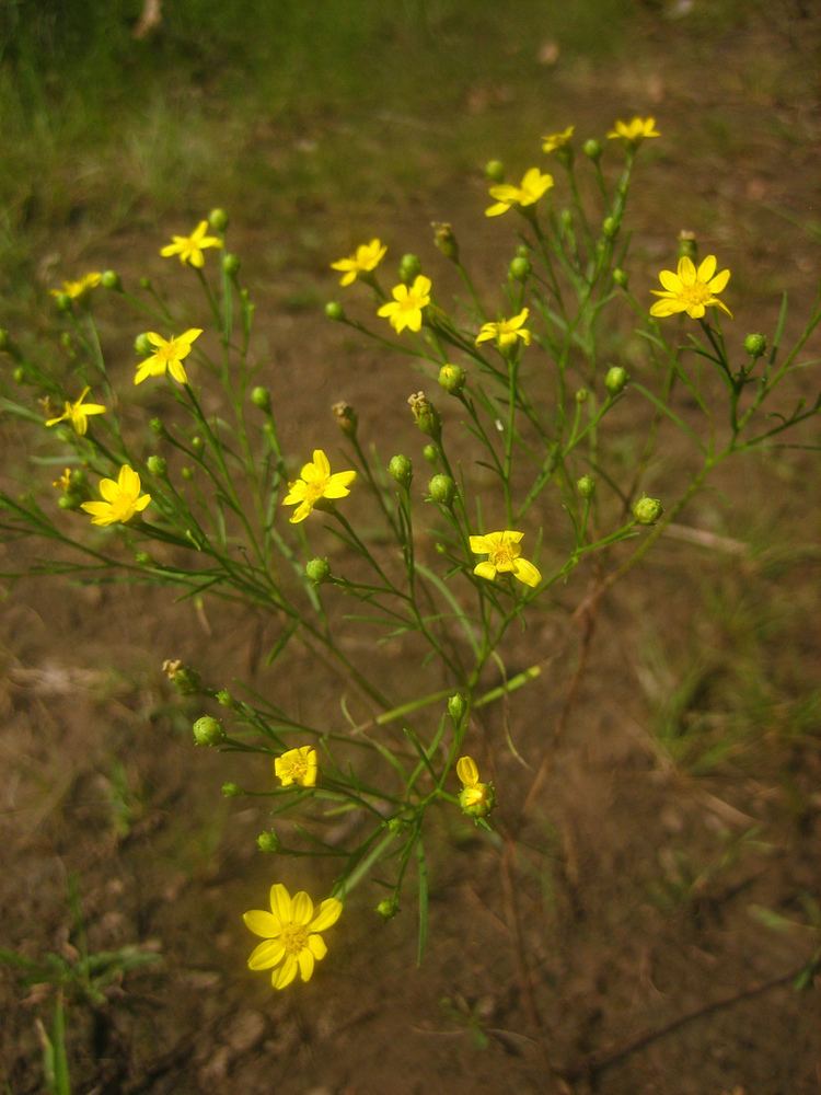 Amphiachyris Amphiachyris dracunculoides Prairie Broomweed this natur Flickr