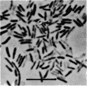 Amphibacillus httpsmicrobewikikenyoneduimagesthumb77dA