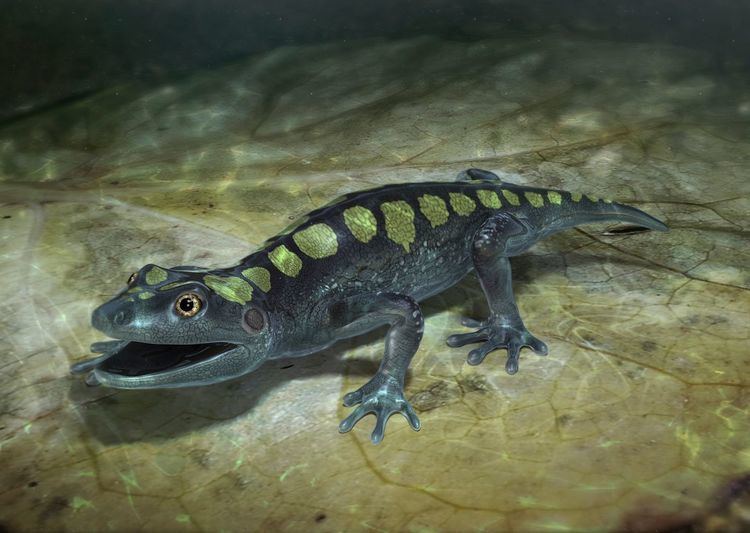 Amphibamus Prehistoric Salamander Amphibamus Facts DK Find Out