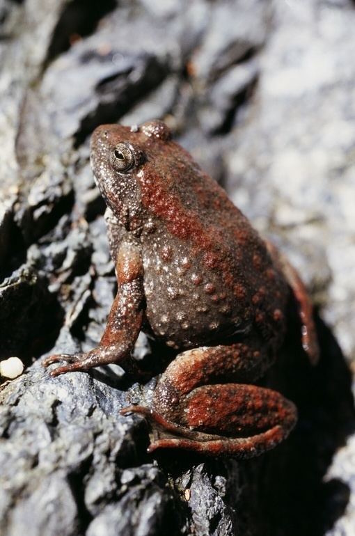 Amphibians and reptiles of Oregon