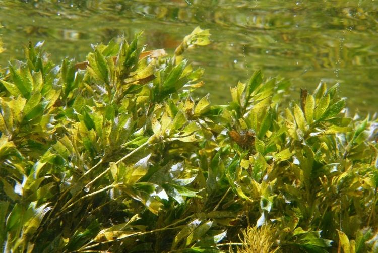 Amphibolis Oxygen streaming off Amphibolis seagrass Lady Bay SA 06022011