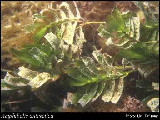 Amphibolis httpsflorabasedpawwagovausciencetimage12
