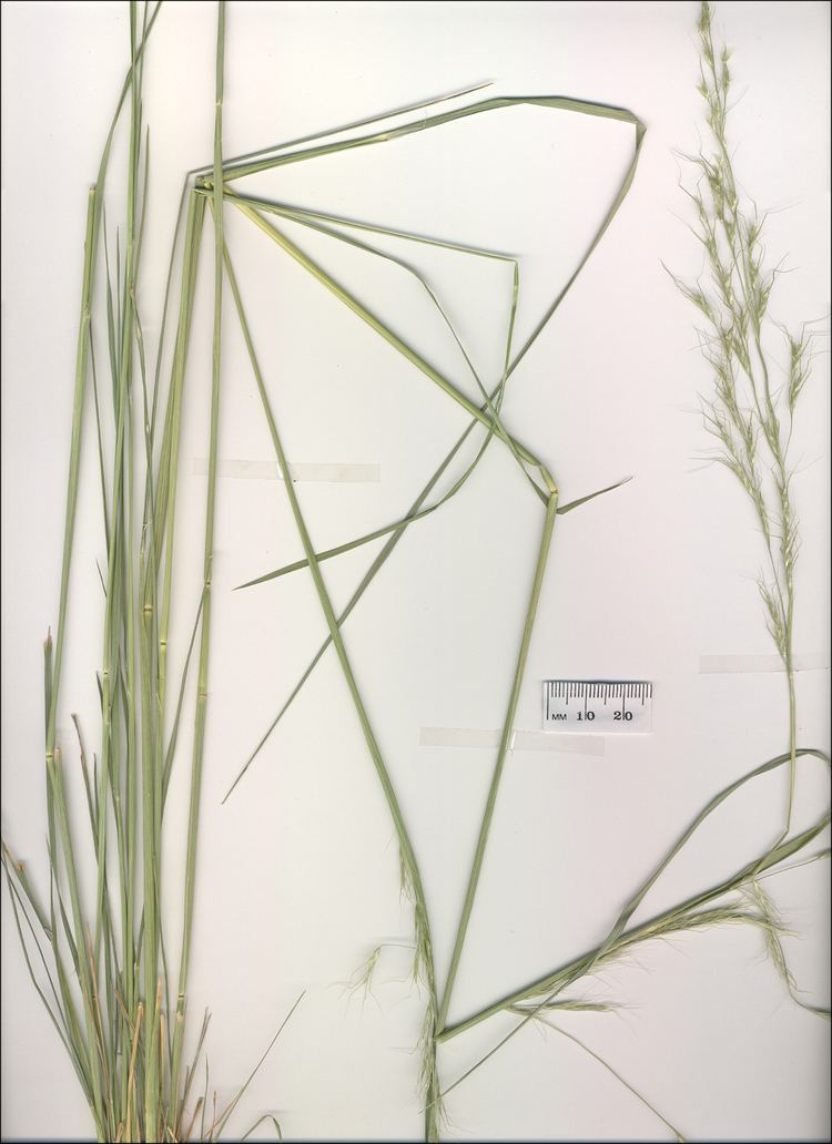 Amphibromus Veined Swamp Wallaby Grass CSU 3349 Virtual Herbarium