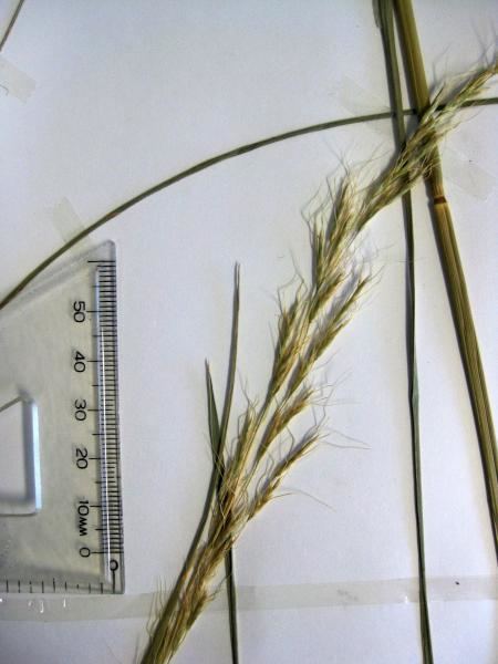 Amphibromus Amphibromus fluitans AusGrass2