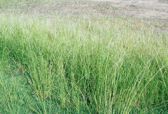 Amphibromus Amphibromus nervosus AusGrass2