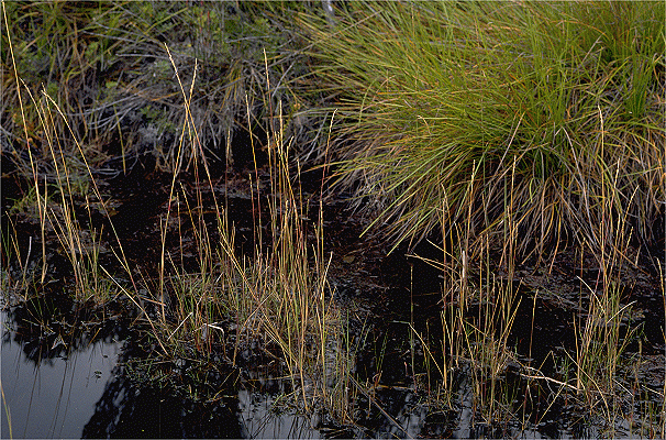 Amphibromus Amphibromus recurvatus AusGrass2