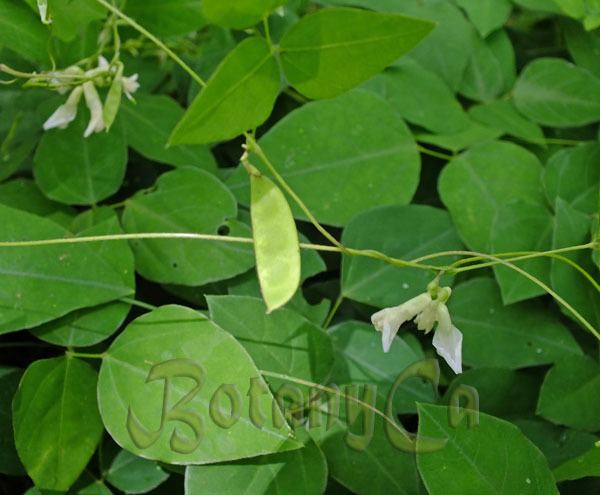Amphicarpaea bracteata Amphicarpaea bracteata Botanically Inclined Seed Adventures