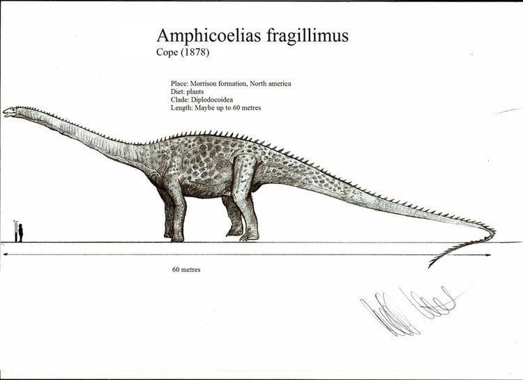 Amphicoelias Amphicoelias Facts and Pictures