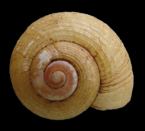 Amphicyclotulus dominicensis