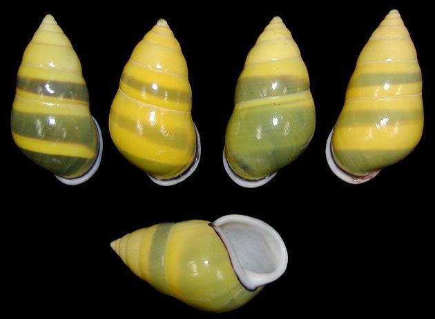 Amphidromus Amphidromus perversus Linnaeus 1758