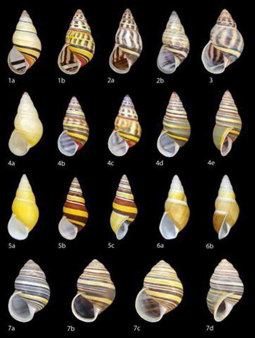 Amphidromus Amphidromus snails from TimorLeste Australian Museum
