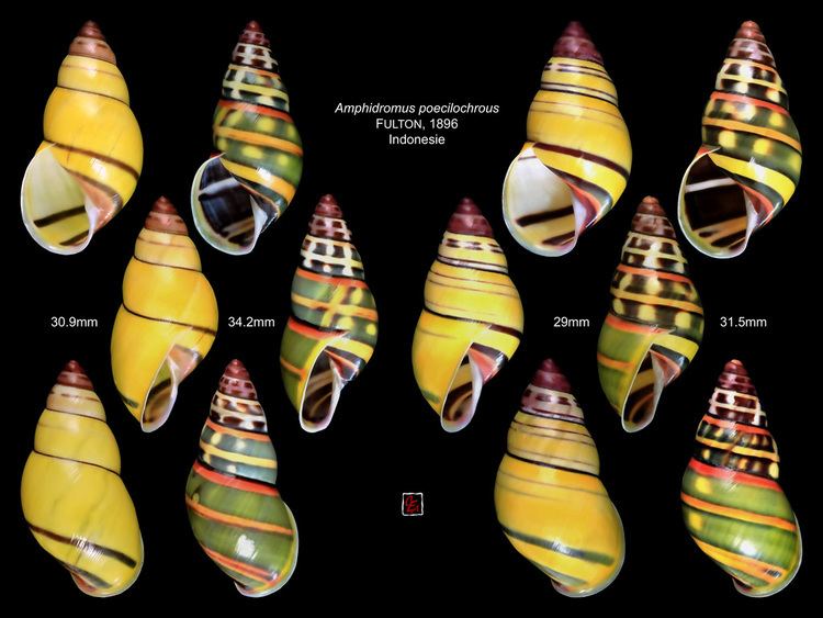 Amphidromus amphidromus poecilochrous indonesie planche Camaenidae Cam Flickr