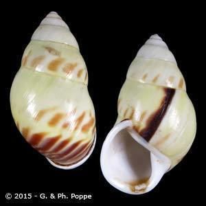 Amphidromus perversus CAMAENIDAE AMPHIDROMUS Shells For Sale Conchology Inc
