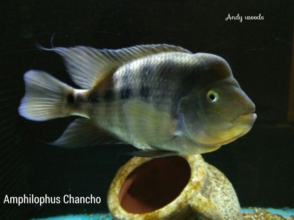 Amphilophus chancho Midas species Amphilophus Chancho at Aquarist Classifieds