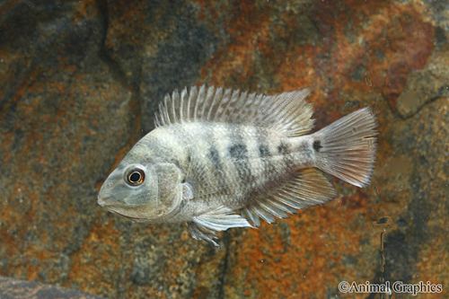 Amphilophus chancho amphilophus chancho cichlid med amphilophus chancho Segrest Farms