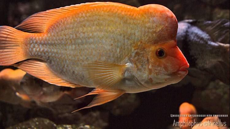 Amphilophus citrinellus Amphilophus citrinellus Midas Cichlid YouTube