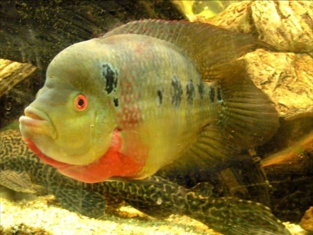 Amphilophus Midas Cichlid Information Amphilophus Citrinellus Cichlasoma Citrinellum