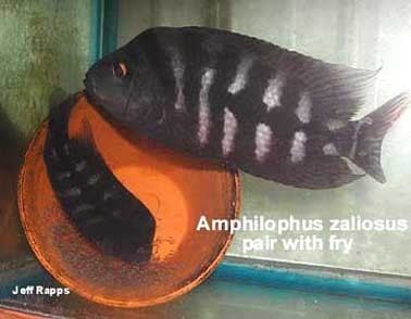 Amphilophus zaliosus Tangled Up in